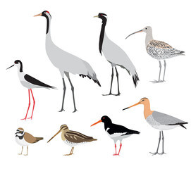 Obraz premium Set of birds isolated on white background. Vector illustration