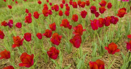 Beautiful Red Tulips Blooming On Field