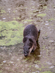 Otter Walking on a Frozen Lake
