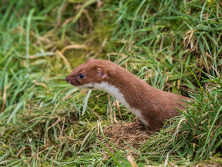 Juvenile Weasel Looking Out  a Hole