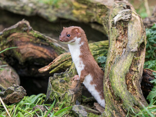 Juvenile Weasel Looking Out  a Hole