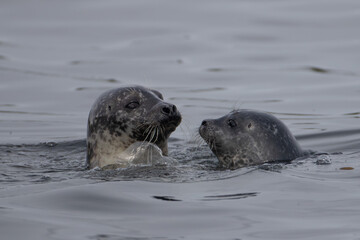 Obraz premium Two seals in water