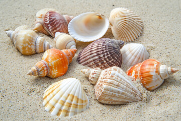 The peaceful hobby of seashell collecting along a sandy beach - where individuals search for a variety of shells - uncovering ocean treasures during a leisurely coastal walk.