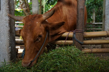 Local cow in the cage eating fresh grass