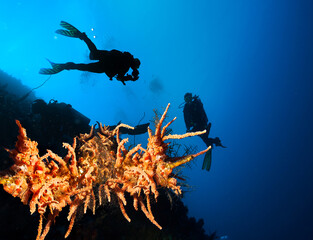 Silhouettes of divers over a coral reef.