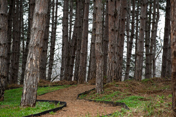 A path curves through a green forest