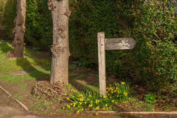 Wooden Signpost Amidst Blooming Daffodils