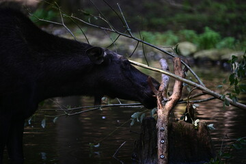 Elch frisst an Ästen, Ausschnitt