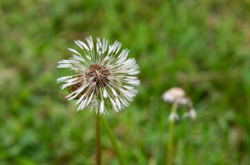 A wet dandelion seed head, glistening with raindrops, set against the backdrop of lush green spring grass.