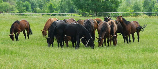 horses grazing in a meadow,pferde grasen in der wiese