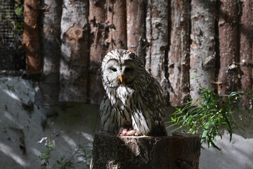 Eule sitz auf einem Baumstumpf im Gehege