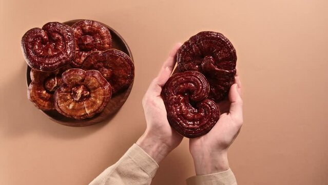 Two hands holding Ganoderma mushrooms brought into the frame, Ganoderma mushrooms on a round wooden plate on a pastel brown background. Top view.