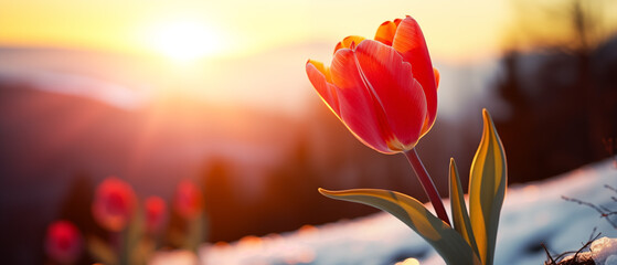 Red Tulip Stands Solo Against Melting Snow at Mountain Sunset - Spring's Warmth Melding with Winter's End