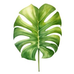 Watercolor illustration featuring a single, big green leaf placed on a plain white background.