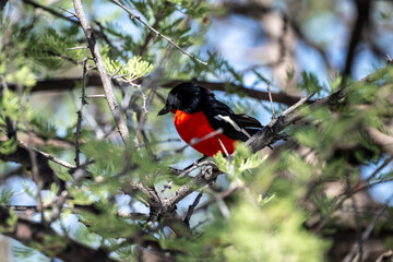Red-breasted Song Shrike in the foliage of a tree in natural conditions

