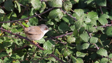 Sardinian Warbler on branch, Curruca melanocephala, birds of Montenegro	