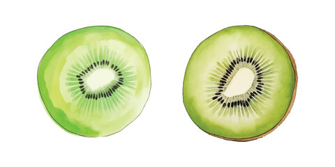 Fototapeta premium kiwi fruit watercolor vector illustration