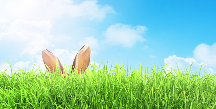 banny ears from grass, easter background