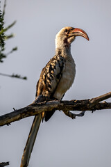 African Red-billed Toko in the foliage of a tree in natural conditions in Kenya National Park