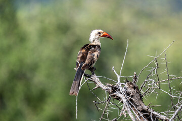 African Red-billed Toko in the foliage of a tree in natural conditions in Kenya National Park