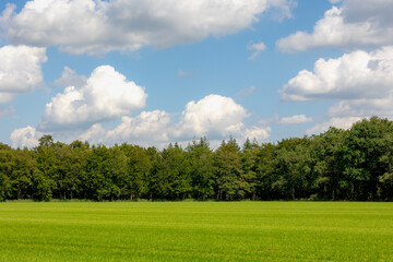 Beginning of Autumn landscape view, Green meadow and the wood under blue sky and sunlight in the afternoon, Grass field and the  pine trees in the forest, Countryside of Netherlands, Nature background