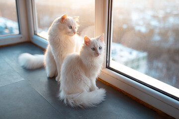 Two beautiful white cats with blue eyes near window.