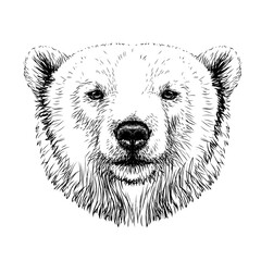 Graphic portrait of a polar bear in sketch style on a white background.