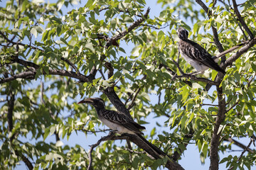 African Gray Black-billed Toko in the foliage of a tree in natural conditions in Kenya National Park
