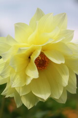 yellow flower large for the whole frame 