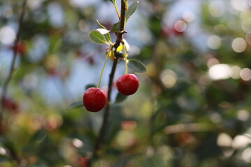 The red cherry on the branch is large