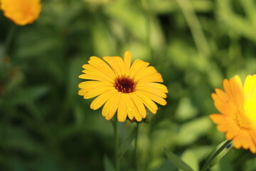an orange flower is large on a background of green grass