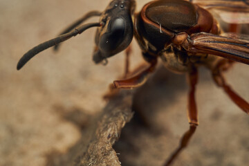 Black and yellow wasps building their diaper