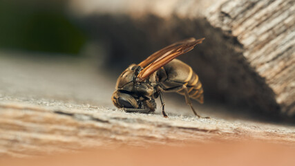 A wasp collecting wood for its diaper.