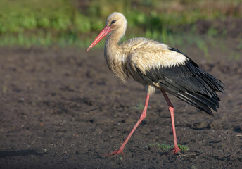 Adult White stork (Ciconia ciconia) walking on freshly plowed field at spring 