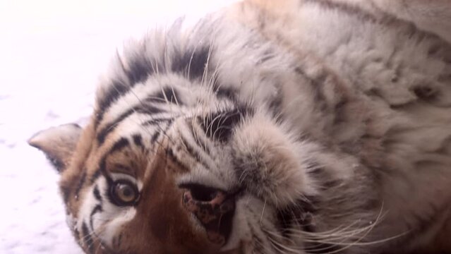 Extreme close-up Portrait video showcasing a tiger in a lying position on the ground, featuring its intense presence and watchful demeanor. 4k cinematic slow motion raw footage