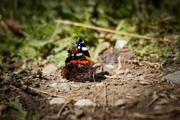 Colourful butterfly getting ready for take-off.