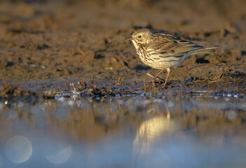 Meadow Pipit (Anthus pratensis) looking for fod on water edge at early spring 