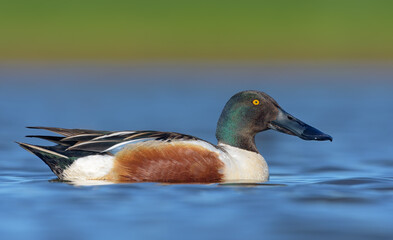 Male Northern Shovelers (Spatula clypeata) proud swimming in blue waters pond in full breeding plumage 