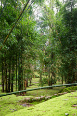 Park Terra Nostra in the island of São Miguel in Azores - Portugal