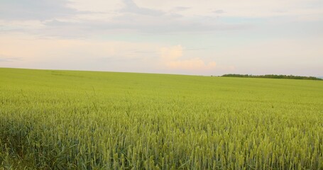 Obraz premium Crops Growing In Farm Against Sky