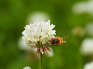 春の野原　シロツメクサと蜜蜂