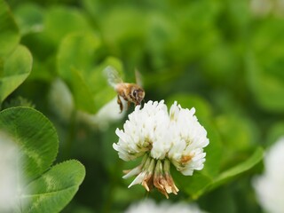 春の野原　シロツメクサと蜜蜂