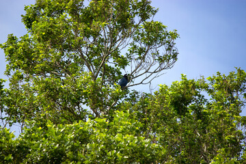 Blue rook perched in the middle of a green landscape.