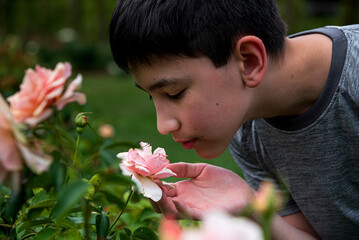 Closeup of young boy gently holding and smelling a pink rose on a bush in summer