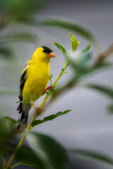 Vibrant yellow goldfinch in breeding plumage perched on green branch in summer