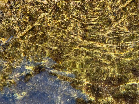 Seaweed algae in the sea clear water.