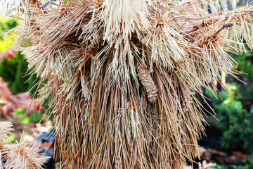 Dry pine in the summer garden.