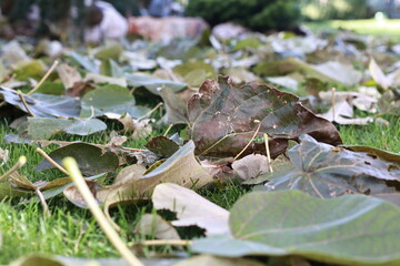 Paulownia leaves on the ground in autumn.