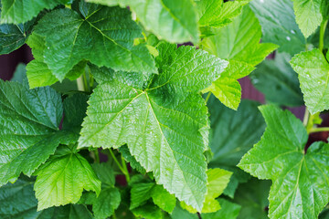 Raspberry leaves in summer in the garden.