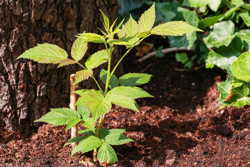 A beautiful small raspberry plant in the garden.
